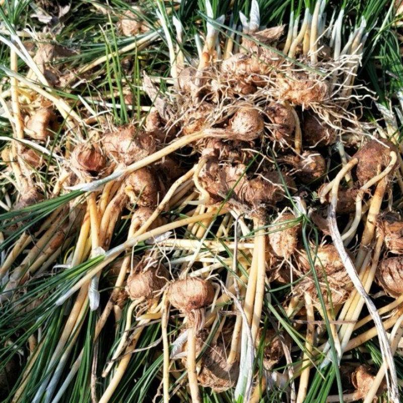 藏红花种苗是绿化苗观赏花苗非常好看香味十足