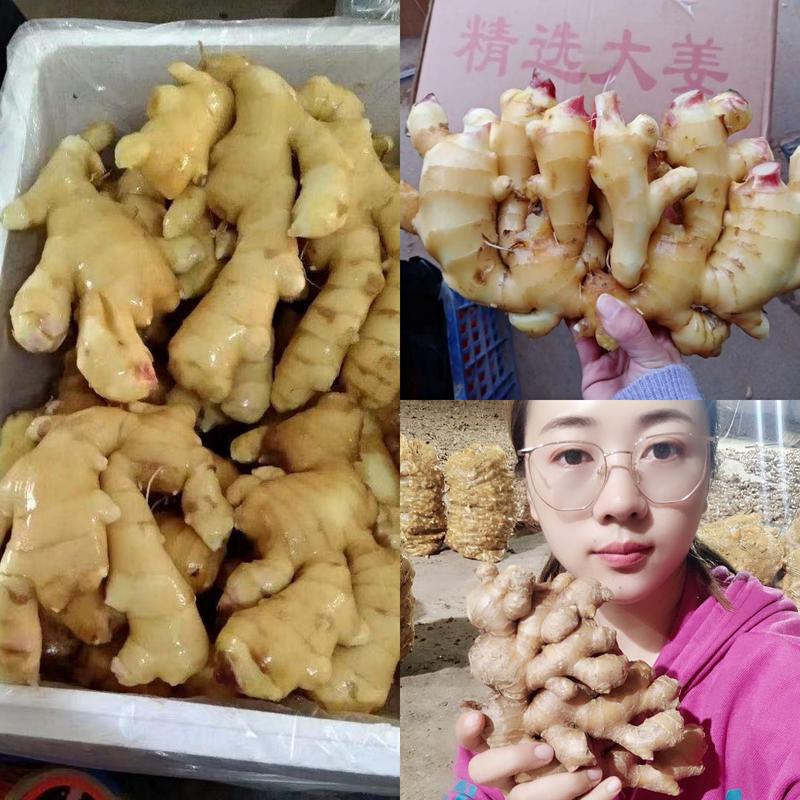 河南大黄姜产地常年供应，块头大辣黄，价格低质量好。全国发
