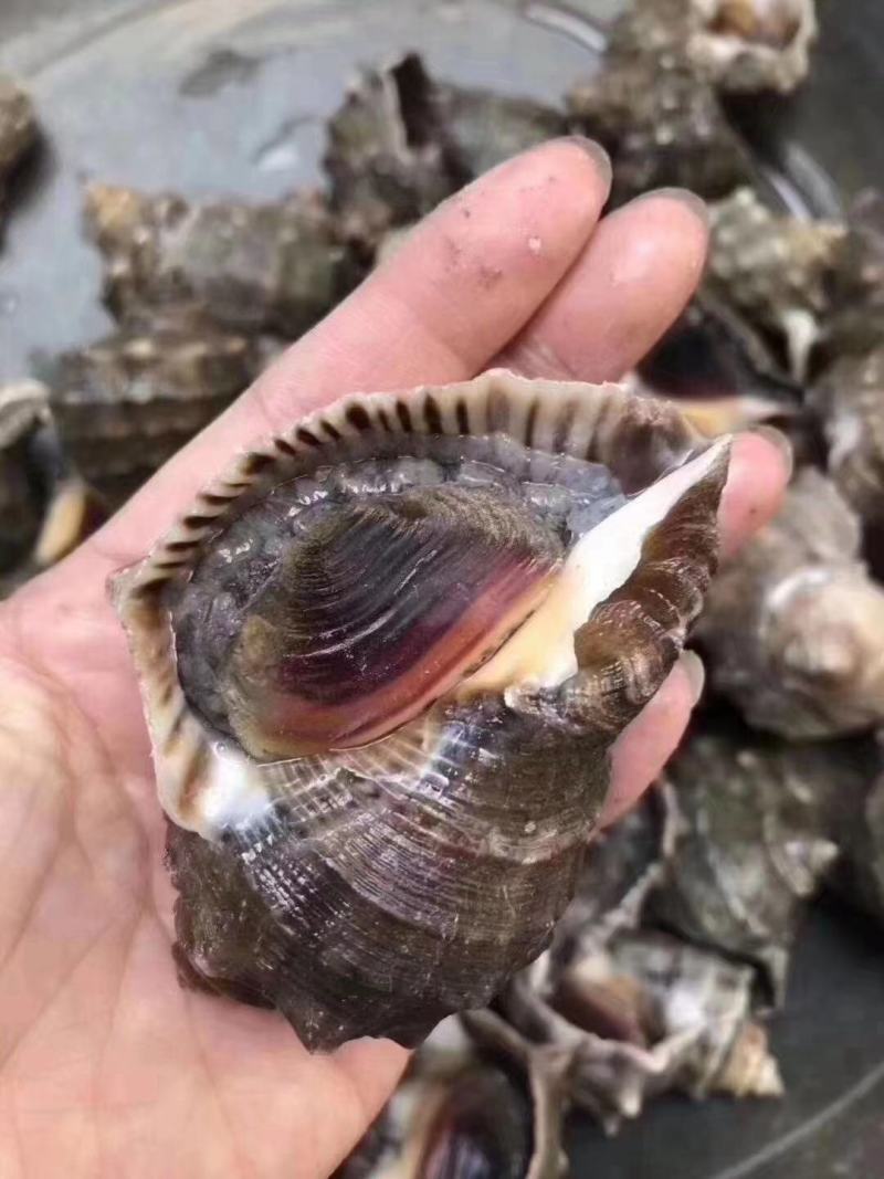 海螺江苏大海螺大量有货规格大小齐全可视频看货