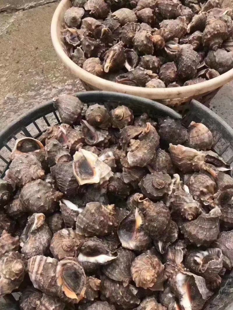 海螺江苏大海螺大量有货规格大小齐全可视频看货