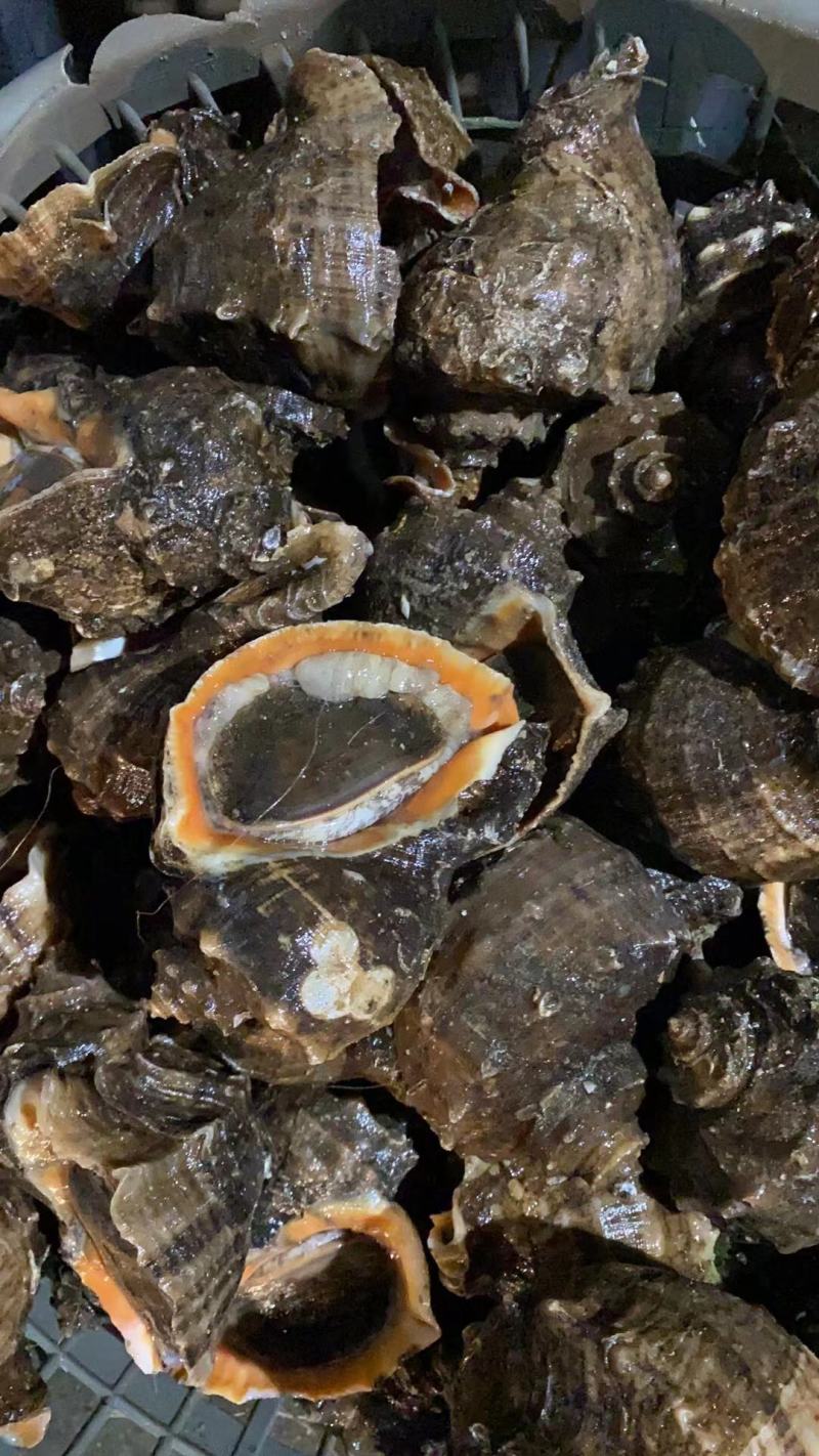 海螺江苏大海螺大量有货规格大小齐全可视频看货
