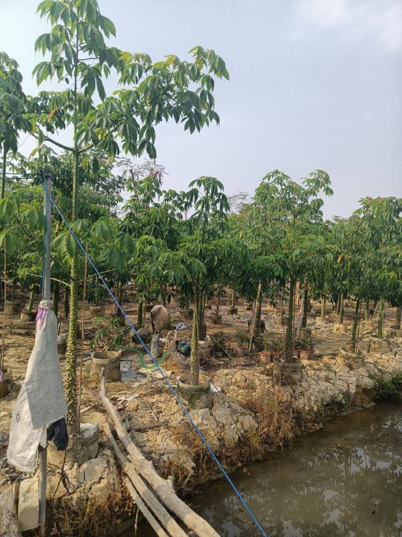 木棉