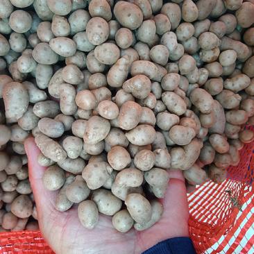 山药豆，白玉山药豆个大，面甜，大量上市中，