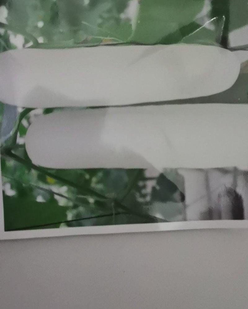 富美白黄瓜种子白水果黄瓜种籽大白黄瓜种籽早熟结果多