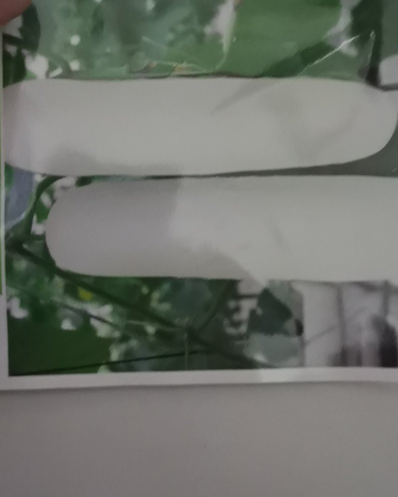 富美白黄瓜种子白水果黄瓜种籽大白黄瓜种籽早熟结果多