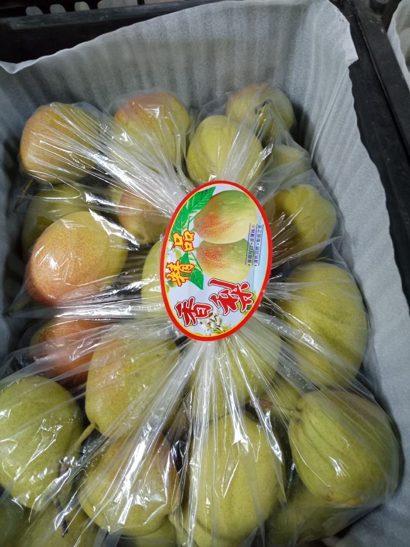 陕西蒲城酥梨，面白，皮薄肉厚，脆甜多汁，糖度高，欢迎订购