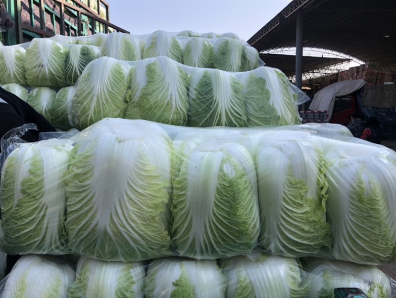 热销🔥邯郸本地精品大白菜大量上市货源充足支持视频