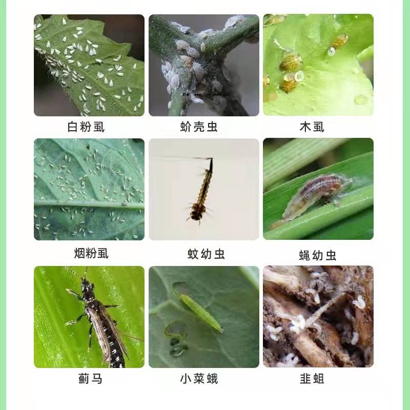 吡丙醚，高效杀卵，持效期长，果实蝇烟粉虱小菜叶蛾，苍蝇等