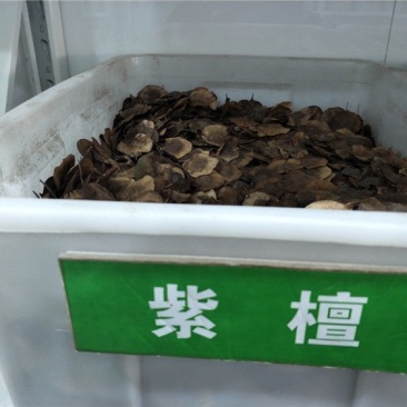 新种子小叶紫檀种子檀香树种子印度紫檀种子大叶紫檀