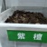 新种子小叶紫檀种子檀香树种子印度紫檀种子大叶紫檀