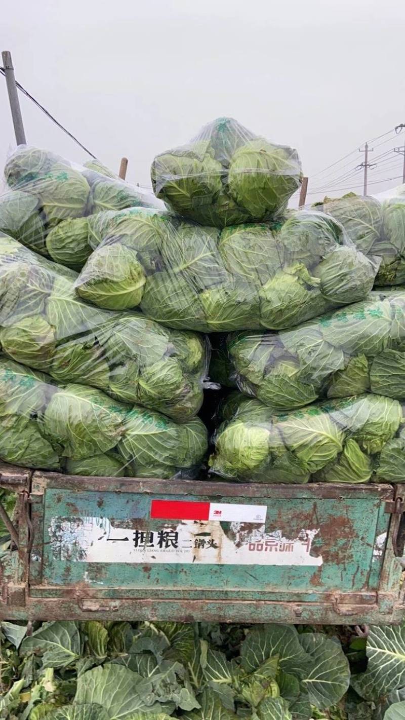 甘蓝表皮干净无痕不烧心硬度好耐运输按需求分拣打包提供网袋