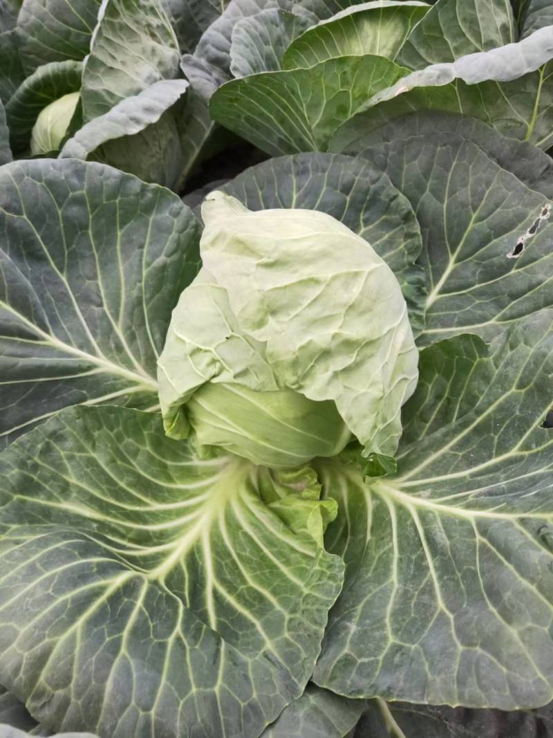 甘蓝表皮干净无痕不烧心硬度好耐运输按需求分拣打包提供网袋