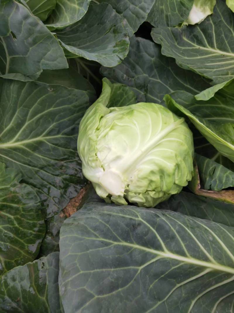 甘蓝表皮干净无痕不烧心硬度好耐运输按需求分拣打包提供网袋