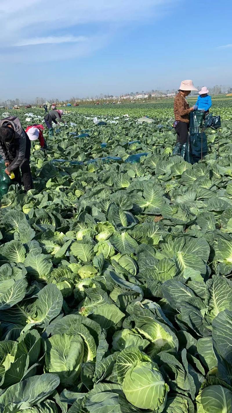 甘蓝表皮干净无痕不烧心硬度好耐运输按需求分拣打包提供网袋