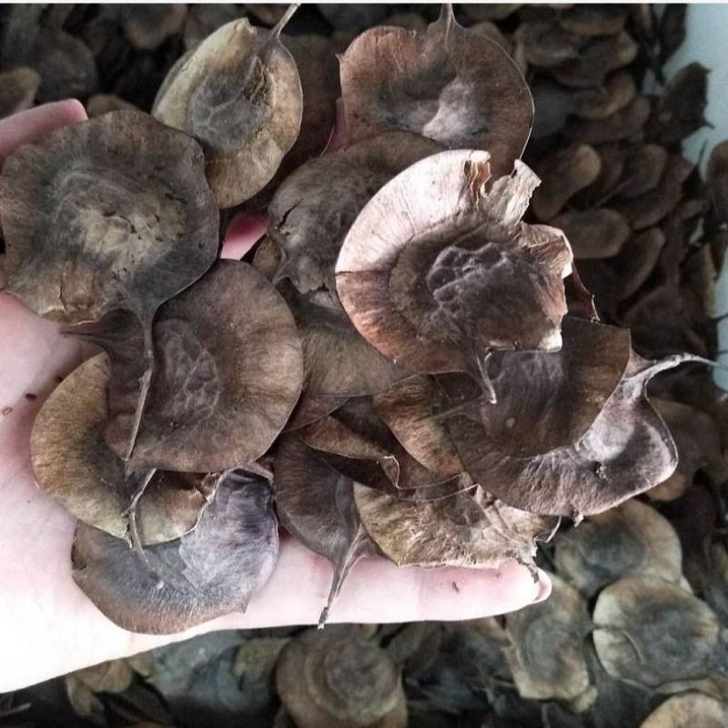 新种子小叶紫檀种子檀香树种子印度紫檀种子大叶紫檀