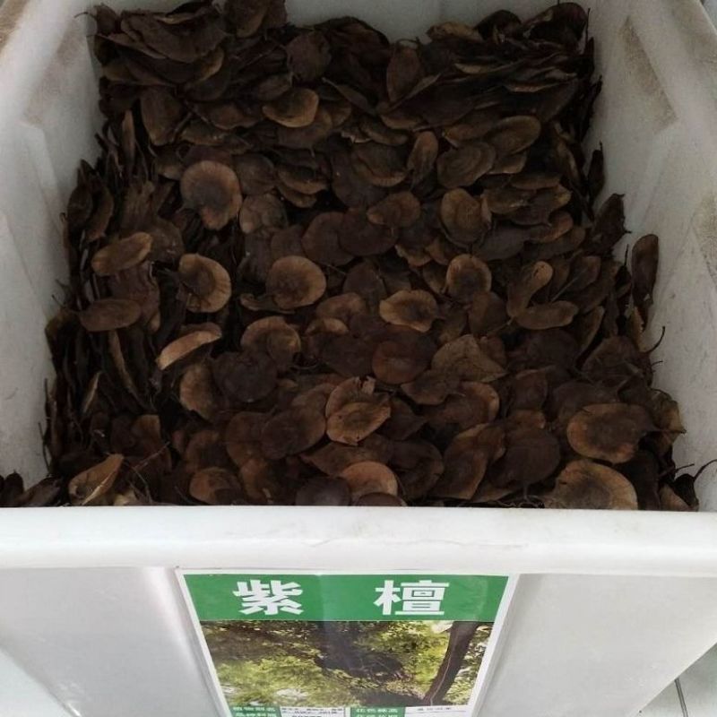新种子小叶紫檀种子檀香树种子印度紫檀种子大叶紫檀