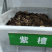 新种子小叶紫檀种子檀香树种子印度紫檀种子大叶紫檀