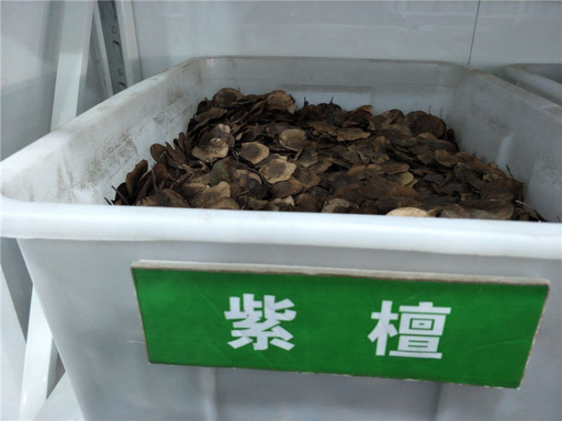 新种子小叶紫檀种子檀香树种子印度紫檀种子大叶紫檀