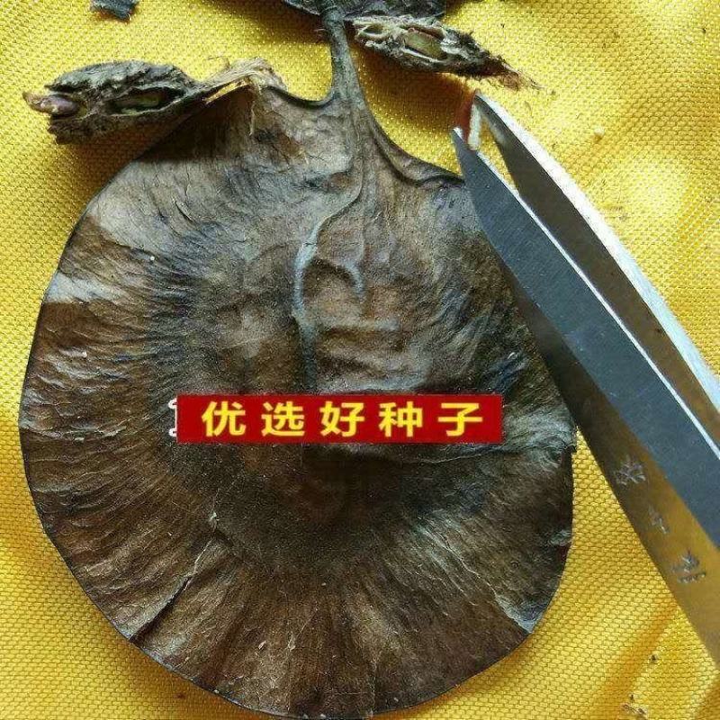 新种子小叶紫檀种子檀香树种子印度紫檀种子大叶紫檀
