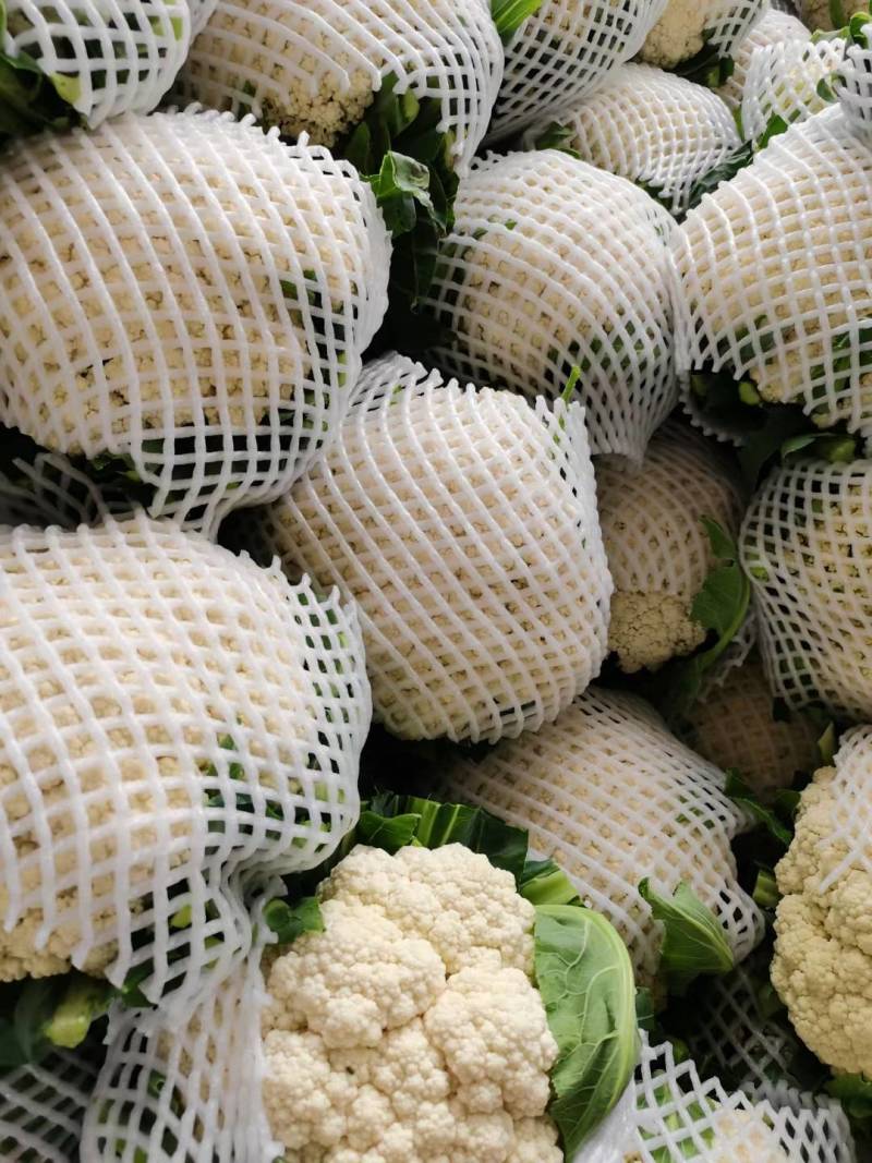 青梗白花硬度好耐运输净菜毛菜上车实地看货视频看货现场订货