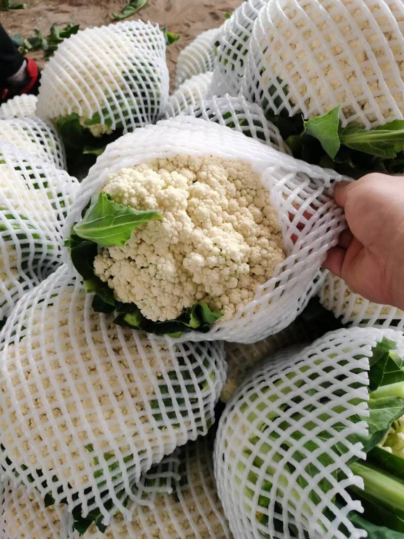青梗白花硬度好耐运输净菜毛菜上车实地看货视频看货现场订货