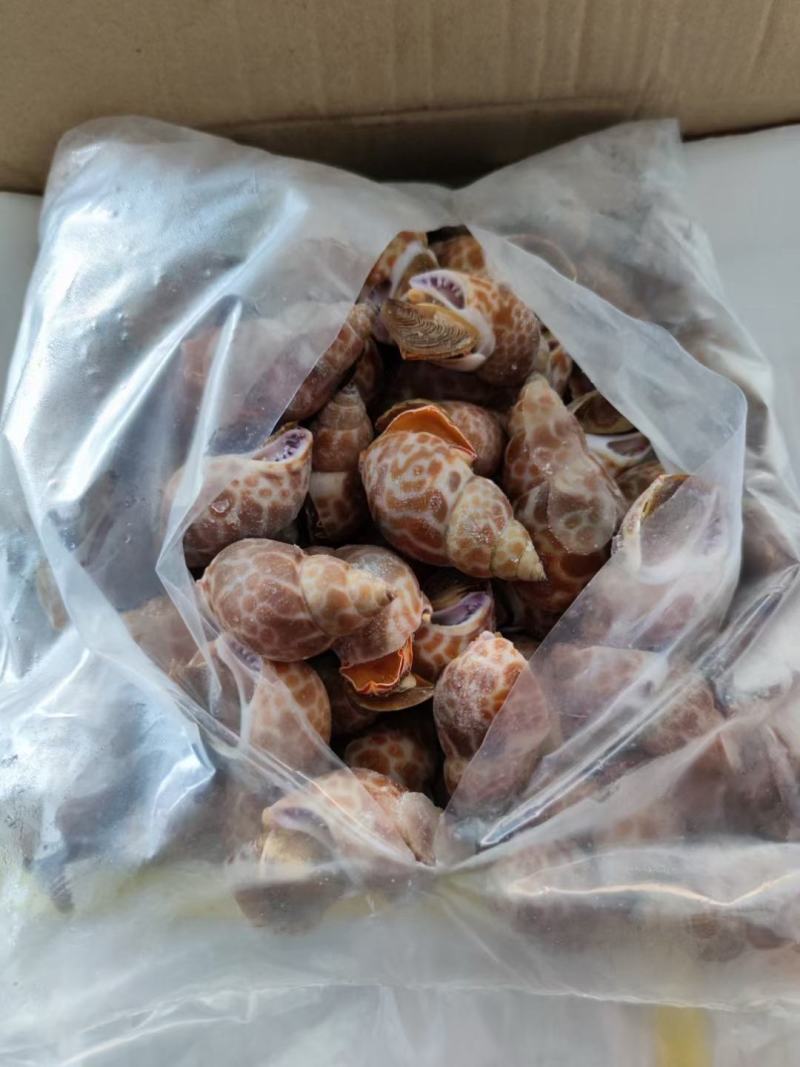 花螺，长尾香螺，无沙无嗅，适合烧烤档，餐厅，酒店，团购