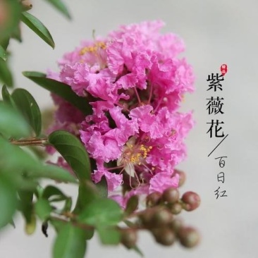 紫薇树苗庭院种植紫薇花小苗别墅绿化丛生苗木红火箭大型风景