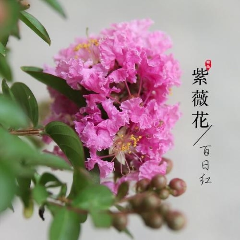 紫薇树苗庭院种植紫薇花小苗别墅绿化丛生苗木红火箭大型风景