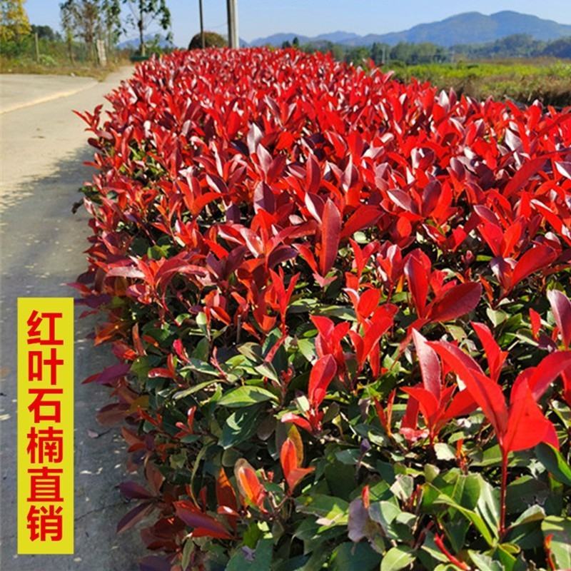绿化苗木，乔灌木，红叶石楠，杯苗，大小杯齐全红叶石楠树苗