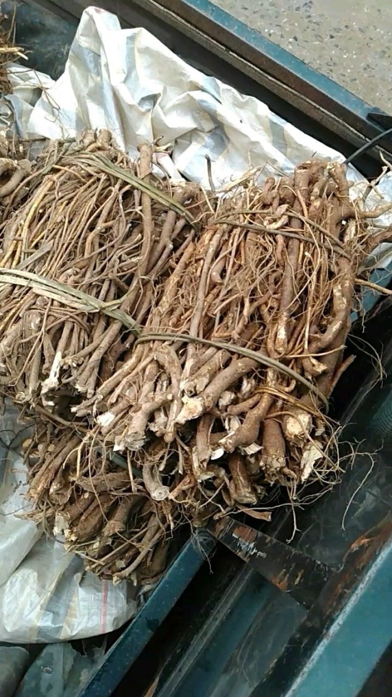 广西野生五指毛桃鲜货，货源充足每三天千斤左右，任老板们挑