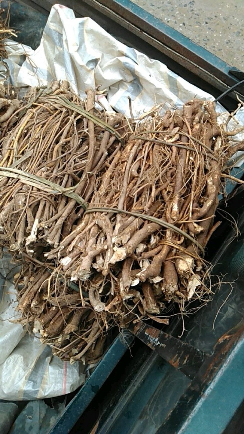广西野生五指毛桃鲜货，货源充足每三天千斤左右，任老板们挑