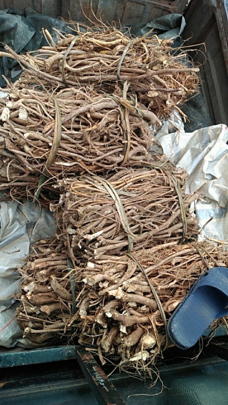 广西野生五指毛桃鲜货，货源充足每三天千斤左右，任老板们挑