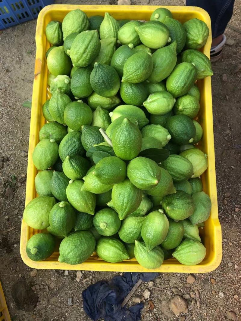广东香水无籽柠檬一级果，二级果，黄果，江门果园现摘现发