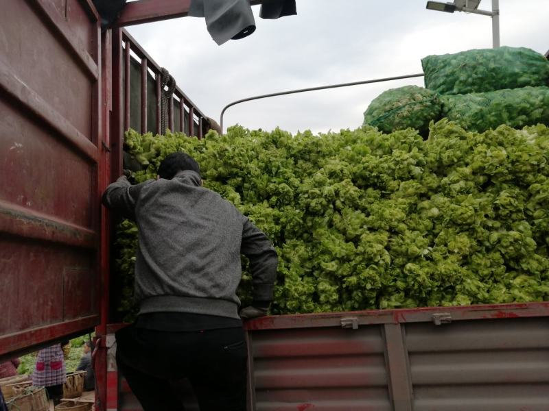 优良儿菜上市中，物美价廉！安逸巴适！欢迎新老客户前来质询