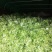 优良儿菜上市中，物美价廉！安逸巴适！欢迎新老客户前来质询