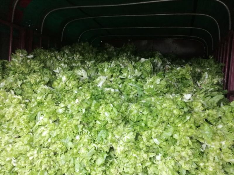 优良儿菜上市中，物美价廉！安逸巴适！欢迎新老客户前来质询