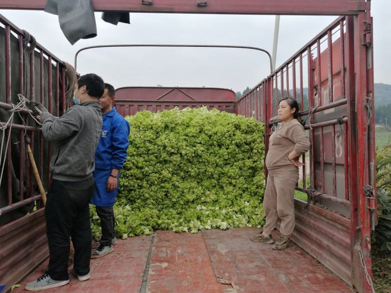 优良儿菜上市中，物美价廉！安逸巴适！欢迎新老客户前来质询