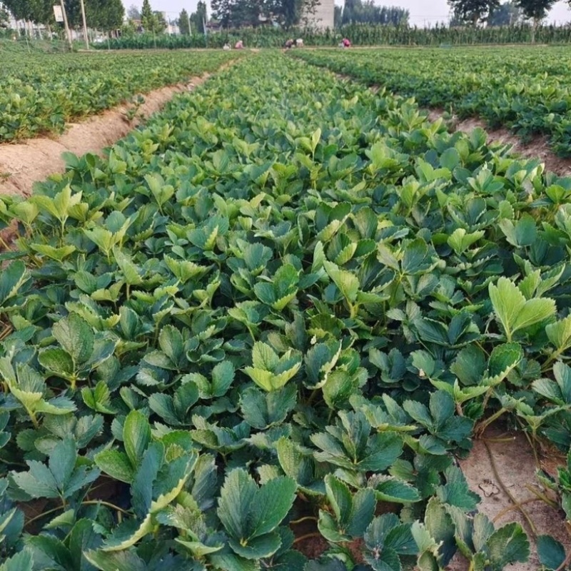 长期批发销售新品种草莓苗，真红美玲草莓苗草莓央，当年结果苗