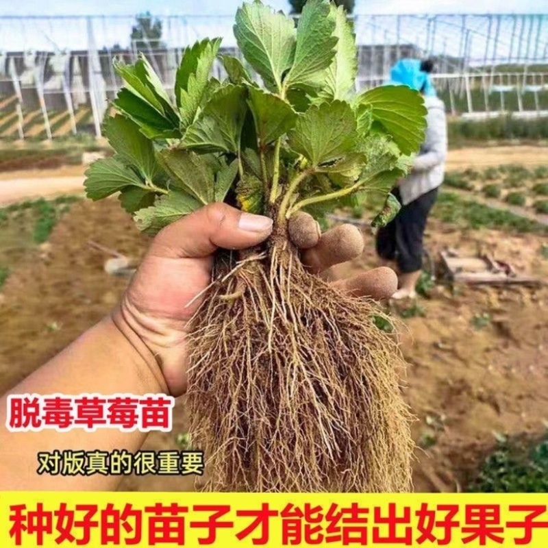 长期批发销售新品种草莓苗，真红美玲草莓苗草莓央，当年结果苗