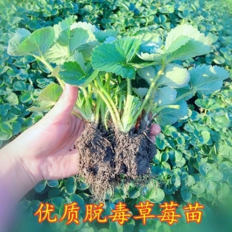 长期批发销售新品种草莓苗，真红美玲草莓苗草莓央，当年结果苗