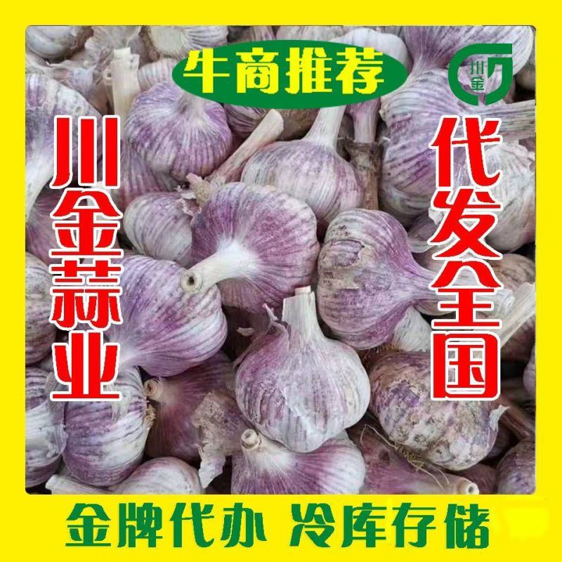 金乡县川金蒜业。（常年批发大蒜）专业冷库存储，代发全国
