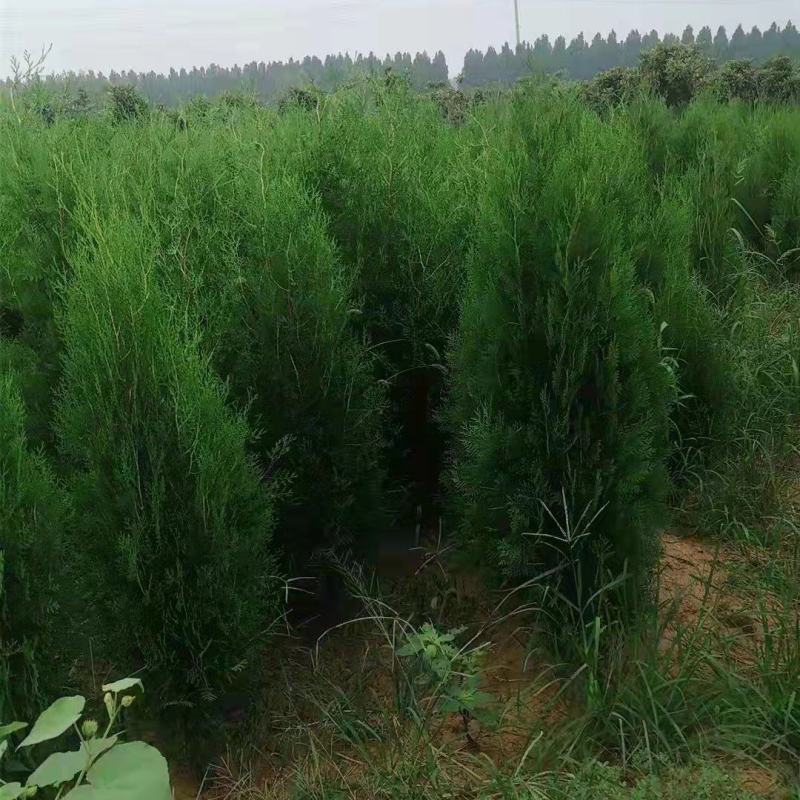 侧柏