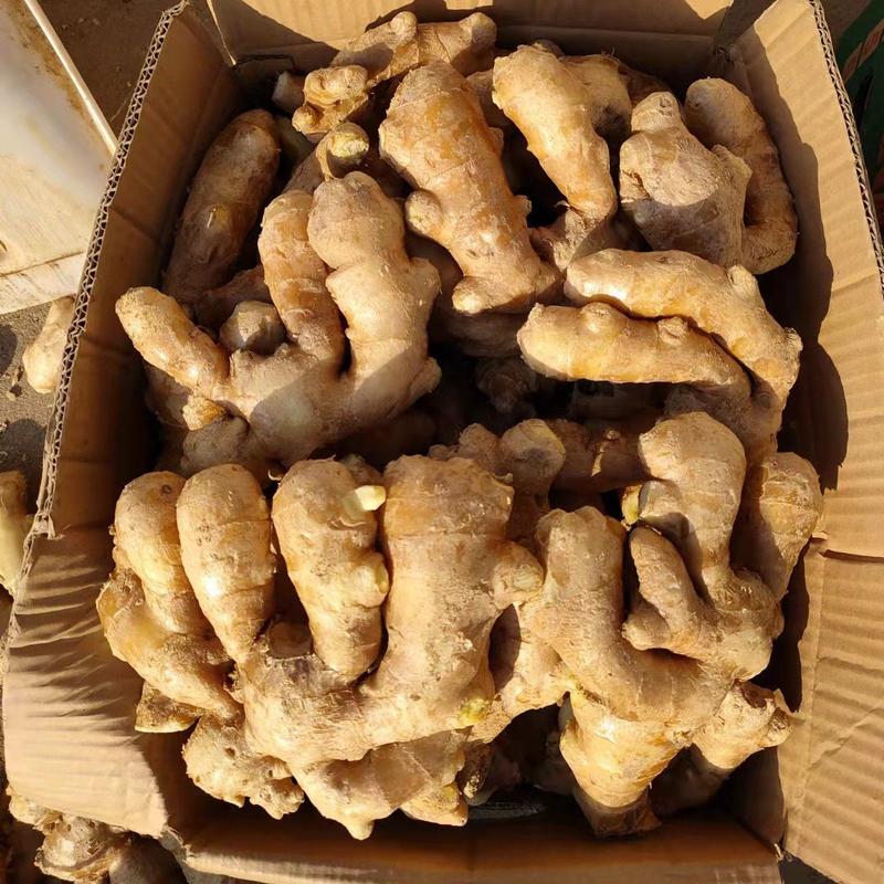 河南大黄姜产地常年供应，块头大辣黄，价格低质量好。全国发