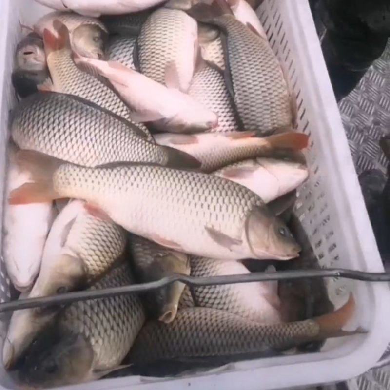 黄河大鲤鱼