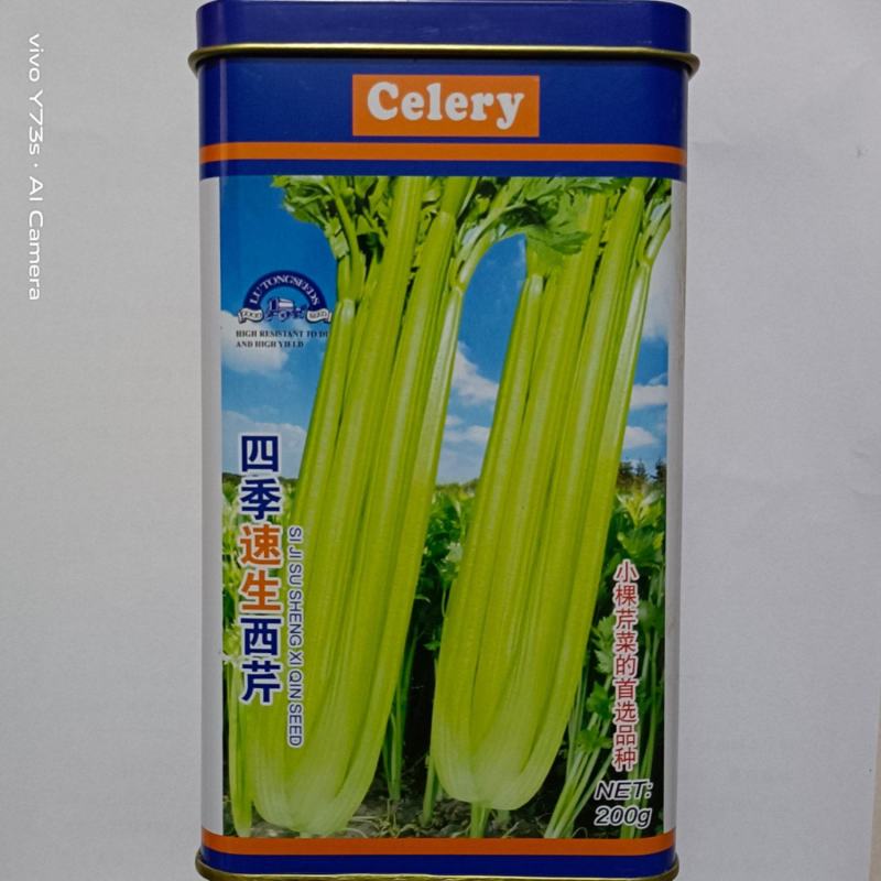 四季【速生西芹】菜种籽子芹菜种孑苗子蔬菜种籽高产抗病各地