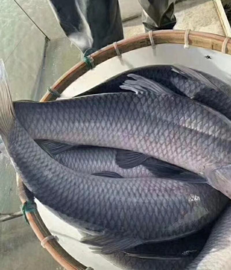 青鱼，秋水湖大青鱼，鱼大肉美，现捞现卖，量大从优。