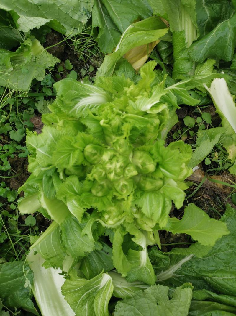 基地儿菜（无代办费）精品儿菜大量出售，颗粒饱满，清秀的很