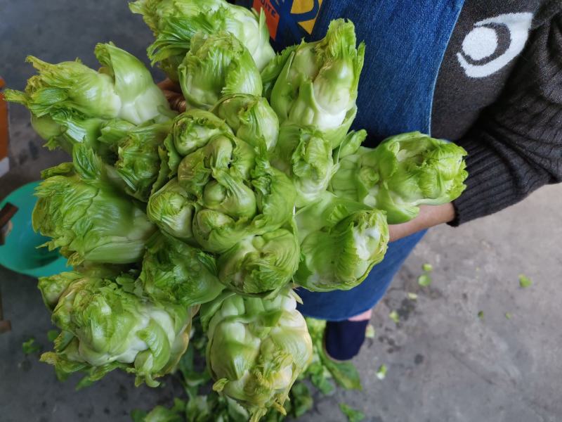 基地儿菜（无代办费）精品儿菜大量出售，颗粒饱满，清秀的很