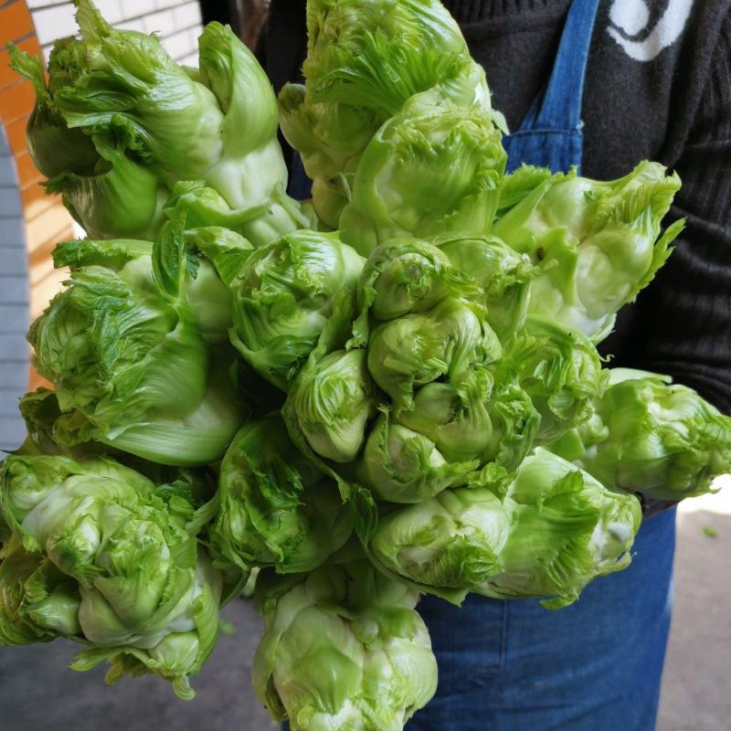 基地儿菜（无代办费）精品儿菜大量出售，颗粒饱满，清秀的很