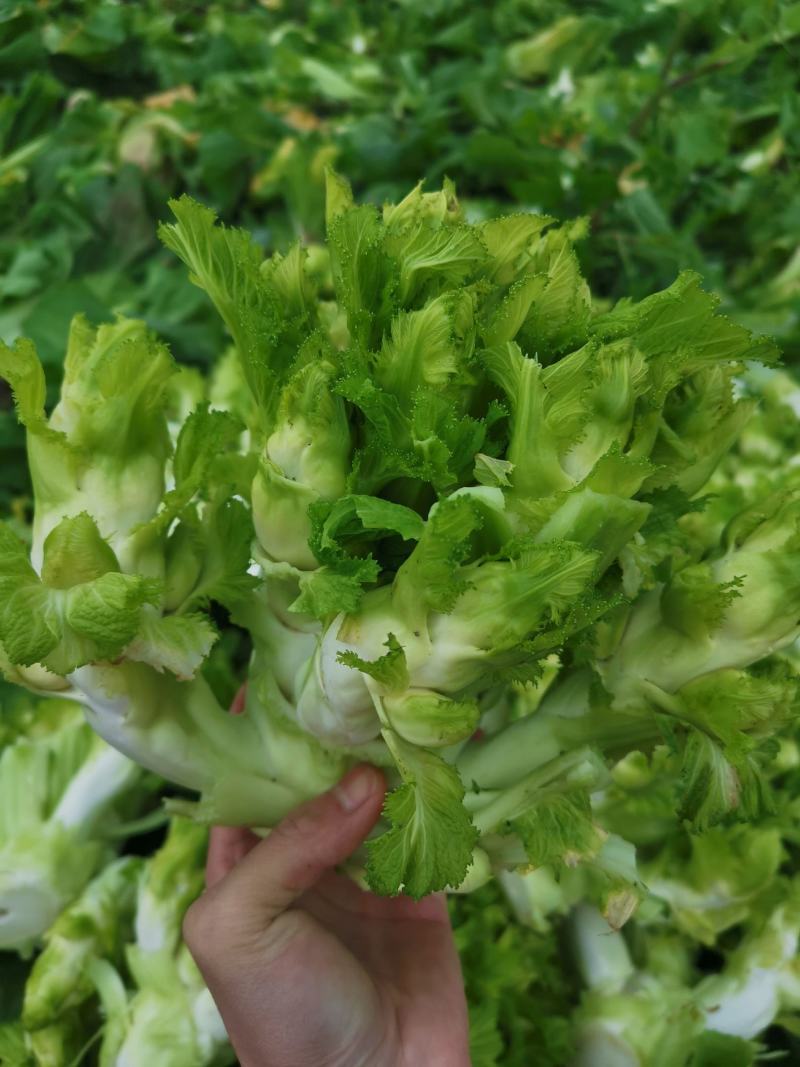 优质儿菜大量出售，可供应一个月，清秀的很